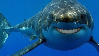 Confused Sharks Keep Trying to Eat Google's Undersea Data Cables